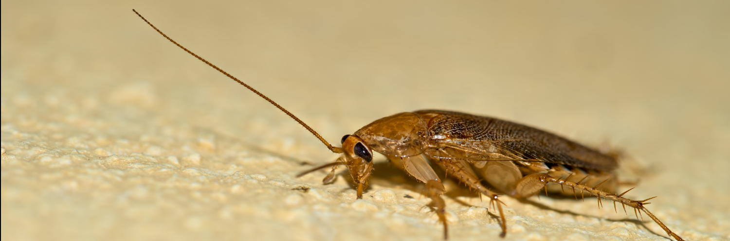 roach pest control 