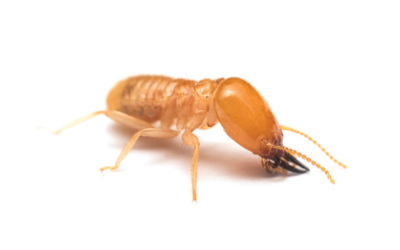 termite 