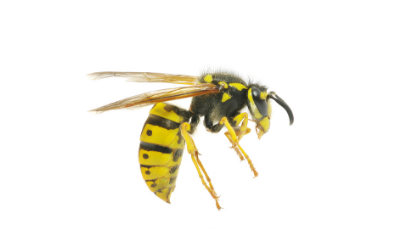 wasp