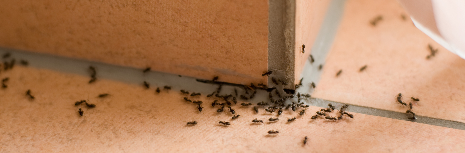 ant pest control 