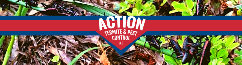 Action Termite & Pest Control LLC